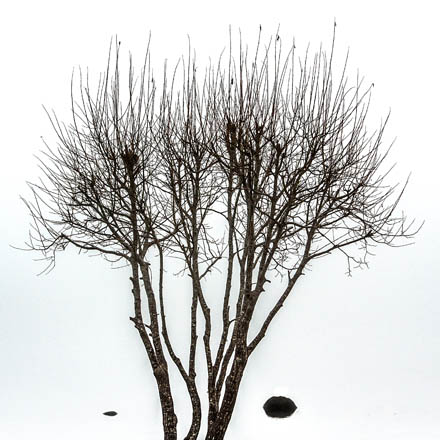 Foto: &copy; Leif Erling Aasan, "Et tre og to steiner" 