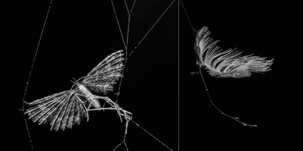 Foto: &copy; Leif Erling Aasan, "Fanget"