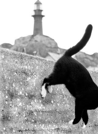 Foto: &copy; Leif Erling Aasan, "Katten ved Ona fyr"