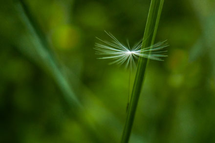 Foto: &copy; Leif Erling Aasan, "Lettvekter"