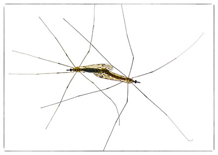 Foto: &copy; Leif Erling Aasan, "Love is in the air"