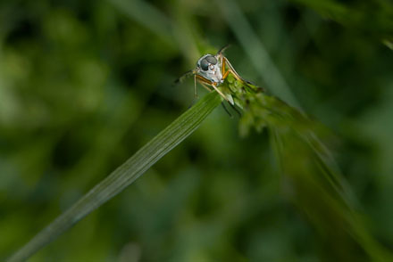 Foto: &copy; Leif Erling Aasan, "Luringen" 