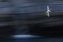 Klikk her for de premierte bildene fra denne runden