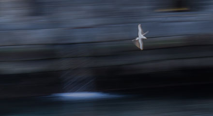 Foto: &copy; Leif Erling Aasan, "M&aring;keflukt"