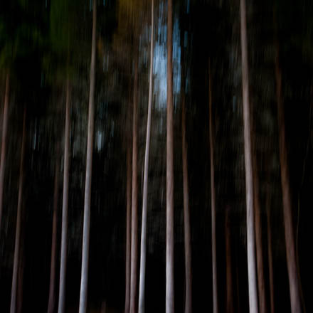 Foto: &copy; Leif Erling Aasan, "M&oslash;rk skog"