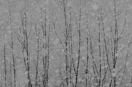 Foto: &copy; Leif Erling Aasan, "Naturgardin"