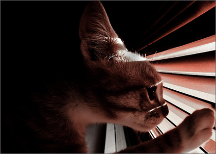 Foto: &copy; Leif Erling Aasan, "Rastl&oslash;s"