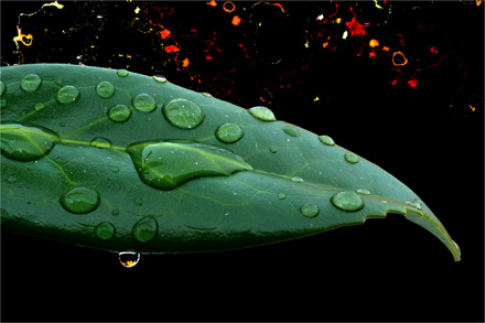 Foto: &copy; Leif Erling Aasan, "T&aring;rev&aring;tt"