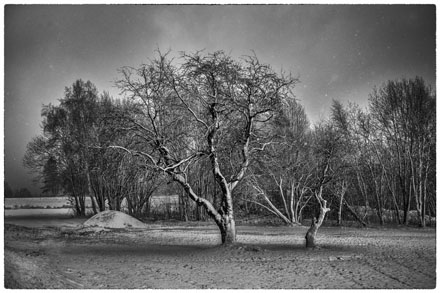 Foto: &copy; Leif Erling Aasan, "Tr&aelig;rne p&aring; R&oslash;d"