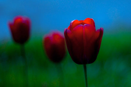 Foto: &copy; Leif Erling Aasan, "Tre r&oslash;de"