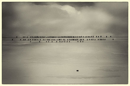 Foto: &copy; Leif Erling Aasan, "Trekkfugler"