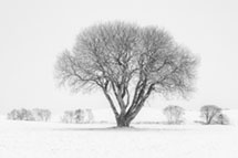 Klikk her for de premierte bildene fra denne runden