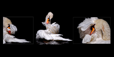 Foto: &copy; Letta Gauseth, "Grasi&oslash;s"