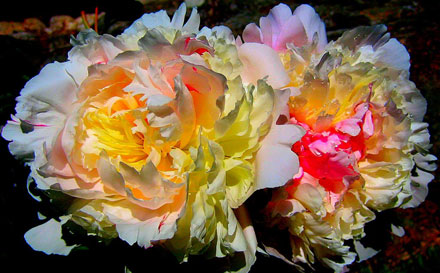 Foto: &copy; Letta Gauseth, "To pioners fargeprakt"