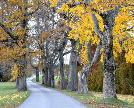 Foto: &copy; Marit Sporsheim, "Tr&aelig;r 2"