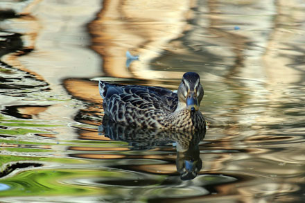 Foto: &copy; Norunn Bolstad, "And"
