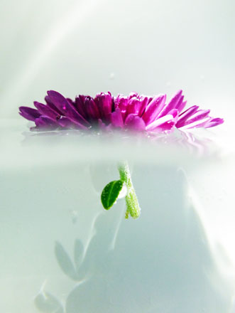 Foto: &copy; Norunn Bolstad, "Blomst" (runde 1)