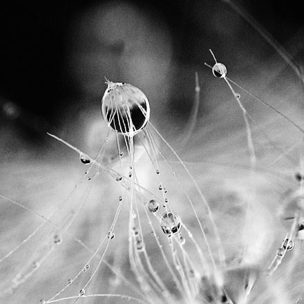 Foto: &copy; Norunn Bolstad, "Dr&aring;pe 2"