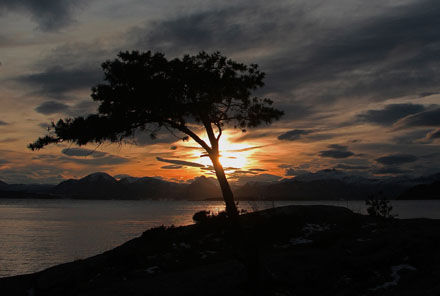 Foto: &copy; Norunn Bolstad, "Fyrstikk-furu i motlys"