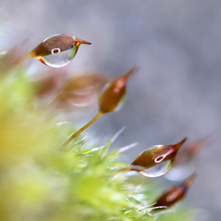 Foto: &copy; Norunn Bolstad, "I mosen 3"