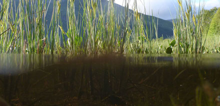 Foto: &copy; Norunn Bolstad, "I vannet"