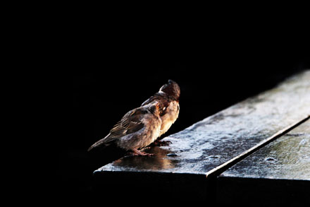 Foto: &copy; Norunn Bolstad, "Ser du noe"