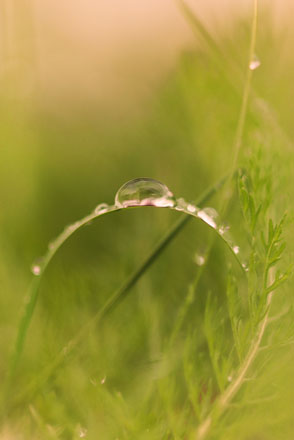 Foto: &copy; Norunn Bolstad, "V&aring;tt gress"