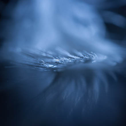 Foto: &copy; &Oslash;ystein Nerland, "Light touch"