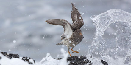 Foto: &copy; &Oslash;ystein Wiik, "Danser med b&oslash;lger"
