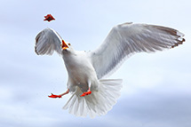 Klikk her for de premierte bildene fra denne runden