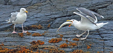 Foto: &copy; &Oslash;ystein Wiik, "Den skal ned"