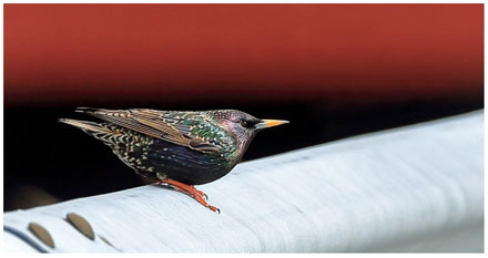 Foto: &copy; &Oslash;ystein Wiik, "Fargerikt"