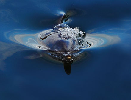 Foto: &copy; &Oslash;ystein Wiik, "Gullflankedelfin"