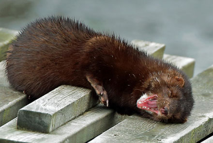 Foto: &copy; &Oslash;ystein Wiik, "Happy Mink"