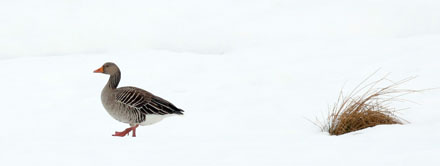 Foto: &copy; &Oslash;ystein Wiik, "Hver sin vei"
