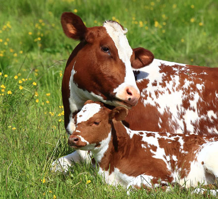 Foto: &copy; &Oslash;ystein Wiik, "Idyll"