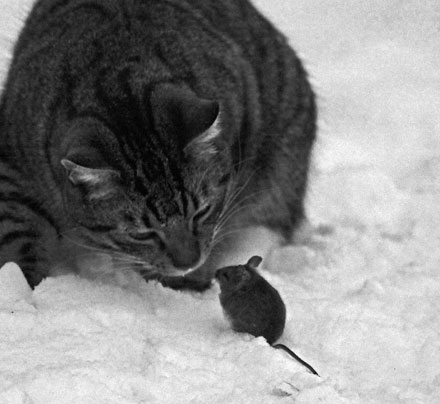 Foto: &copy; &Oslash;ystein Wiik