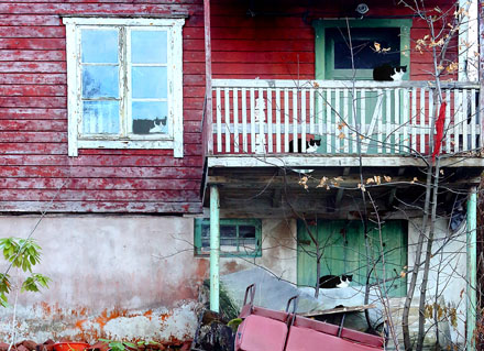 Foto: &copy; &Oslash;ystein Wiik, "Klonet katt"