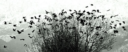 Foto: &copy; &Oslash;ystein Wiik, "Kr&aring;ke uro"