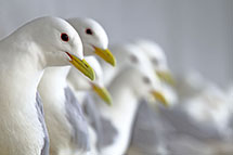 Klikk her for de premierte bildene fra denne runden