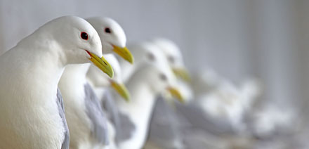 Foto: &copy; &Oslash;ystein Wiik, "Lang rekke"