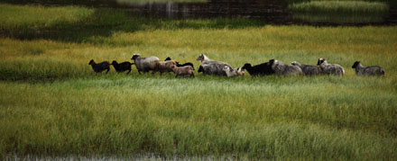 Foto: &copy; &Oslash;ystein Wiik, "Over myra"