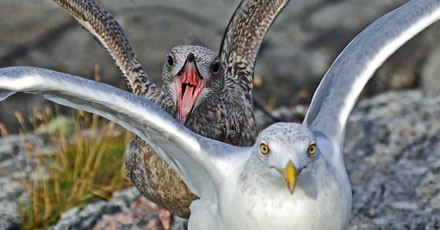 Foto: &copy; &Oslash;ystein Wiik, "Pubertet s&aring; klart"