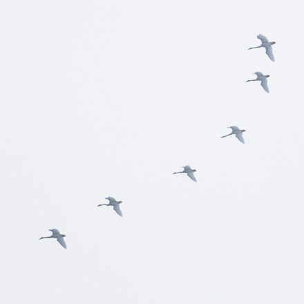 Foto: &copy; &Oslash;ystein Wiik, "Svaner"