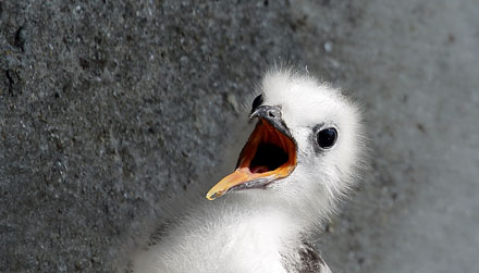 Foto: &copy; &Oslash;ystein Wiik, "Svetter"