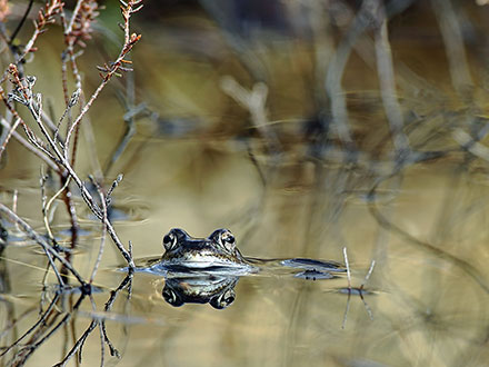 Foto: &copy; &Oslash;ystein Wiik