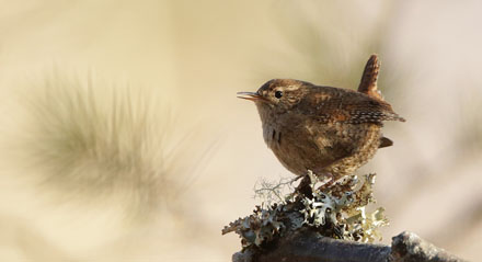 Foto: &copy; &Oslash;ystein Wiik