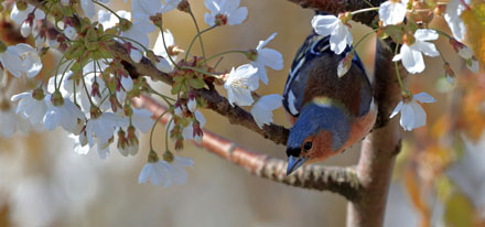 Foto: &copy; &Oslash;ystein Wiik, "V&aring;r"