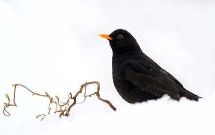 Foto: &copy; &Oslash;ystein Wiik, "V&aring;rtegn"