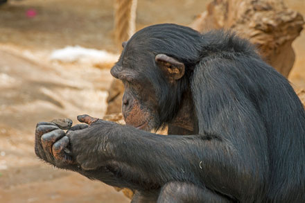 Foto: &copy; Roar Bech, "Apestreker"